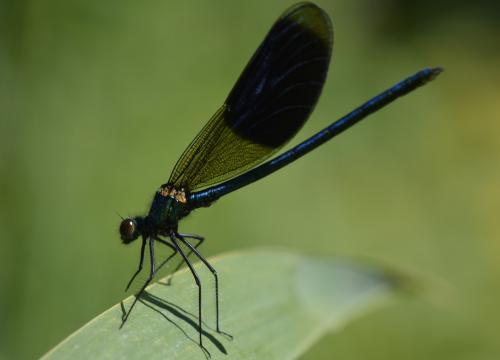Calopteryx splendens